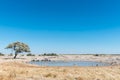 Burchells zebras, blue wildebeest and springbok drinking water Royalty Free Stock Photo