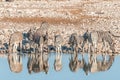 Burchells Zebras Equus quagga burchellii with reflections drin