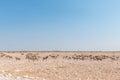 Burchells Zebras, Hartmann Mountain Zebras and oryx