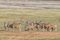 Burchells zebras and a herd of common eland Royalty Free Stock Photo