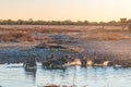 Burchells zebras running in a waterhole at sunset