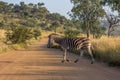 Burchels Zebra crossing a road