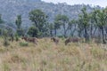 Burchels Zebra in Pilanesberg National park