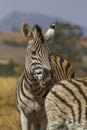 Burchels Zebra