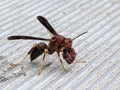 Burdened Wasp Royalty Free Stock Photo