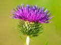 Burdock Royalty Free Stock Photo
