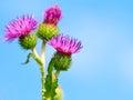 Burdock Royalty Free Stock Photo