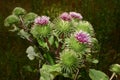 Burdock (Arctium) Royalty Free Stock Photo