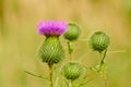 Burdock (Arctium lappa) Royalty Free Stock Photo