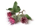 Burdock (Arctium Lappa)