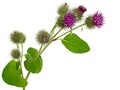 Burdock plant, Arctium lappa