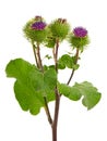 Burdock (Arctium lappa )