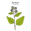 Burdock, Arctium lappa, or beggars buttons, medicinal plant