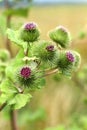 Burdock Arctium lappa