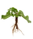 Burdock Arctium lappa on white background. Medicinal herb