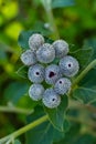 Burdock of the astrocyte family with young flowering buds against a background of greenery on a bright sunny summer day