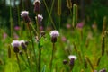 Burdock of the astrocyte family with young flowering buds against a background of greenery on a bright sunny summer day