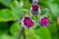 Burdock of the astrocyte family with young flowering buds against a background of greenery on a bright sunny summer day