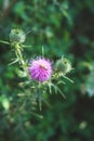 Burdock and the Bee Royalty Free Stock Photo