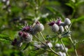 Burdock is a biennial plant of the aster family. Eurasian species introduced to North America as a weed. It has limited use as a Royalty Free Stock Photo