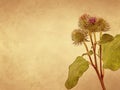 Burdock blooming plant on old paper background Royalty Free Stock Photo