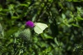 Burdock blooms. Large herbaceous old world plant of the daisy family