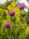 Burdock blooms. Large herbaceous old world plant of the daisy family