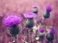 Burdock blooms. Large herbaceous old world plant of the daisy family