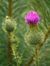 Burdock blooms. Large herbaceous old world plant of the daisy family
