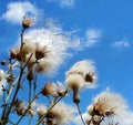 Burdock blossom with emitted seeds on blue cloudy sky background