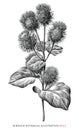 Burdock botanical vintage illustration black and white clip art