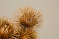 Burdock Burs Macro Royalty Free Stock Photo