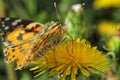 Burdock Butterfly Collects Nectar On A Dandelion In Summer