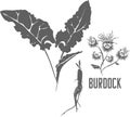 Burdock buttons and root vector illustration