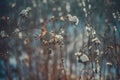 Burdock covered with snow winter background Royalty Free Stock Photo