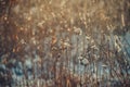 Burdock covered with snow winter background Royalty Free Stock Photo