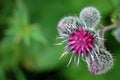 Burdock flower Royalty Free Stock Photo