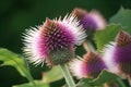 Burdock Flower Botanical Illustration, Arctium, Lappa Realistic Painting, Burdock Drawing Imitation, Abstract Generative AI