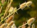 Burdock flower in summer. Royalty Free Stock Photo