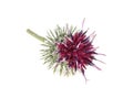 Burdock flower isolated on white background. Royalty Free Stock Photo