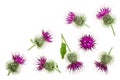 Burdock flower isolated on white background with copy space for your text. Medicinal plant: Arctium. Top view. Flat lay Royalty Free Stock Photo