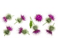 Burdock flower isolated on white background with copy space for your text. Medicinal plant: Arctium. Top view. Flat lay Royalty Free Stock Photo