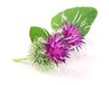 Burdock flower isolated on white background. Medicinal plant: Arctium Royalty Free Stock Photo