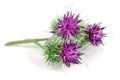 Burdock flower isolated on white background. Medicinal plant: Arctium Royalty Free Stock Photo