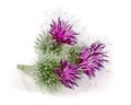 Burdock flower isolated on white background. Medicinal plant: Arctium Royalty Free Stock Photo