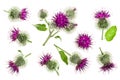 Burdock flower isolated on white background. Medicinal plant: Arctium. Top view. Flat lay pattern Royalty Free Stock Photo