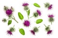 Burdock flower isolated on white background. Medicinal plant: Arctium. Top view. Flat lay pattern Royalty Free Stock Photo