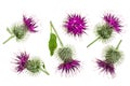 Burdock flower isolated on white background. Medicinal plant: Arctium. Top view. Flat lay pattern Royalty Free Stock Photo