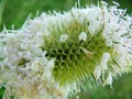 Burdock flower in summer. Royalty Free Stock Photo