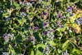 Burdock flower, thorn, bush, flowers, nature, background, green, flowering shrub Royalty Free Stock Photo